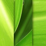 5 texture di foglie verdi ad alta risoluzione (1)