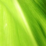 5 texture di foglie verdi ad alta risoluzione (6)