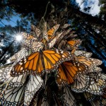 monarch-butterflies-mexico_28112_990x742
