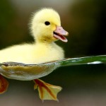 Cute_Baby_Duck_HD
