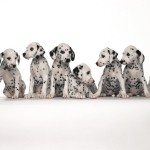 Dalmatian_puppies_wallpapers