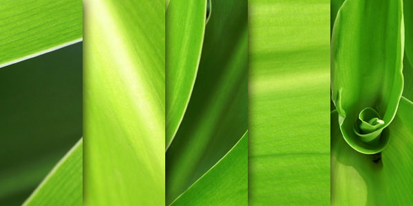 5 texture di foglie verdi ad alta risoluzione (1)