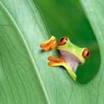 cute-little-frog-2560x1600-wallpaper-9389