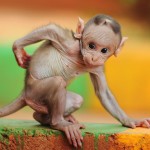baby-macaque-india_56390_990x742