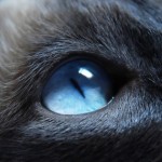 ws_Cat_with_blue_eyes_851x315